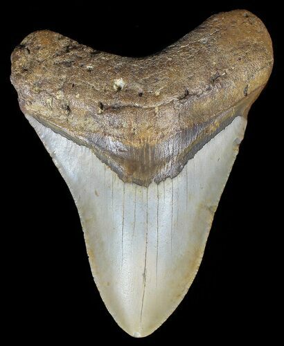 Megalodon Tooth - North Carolina #67130